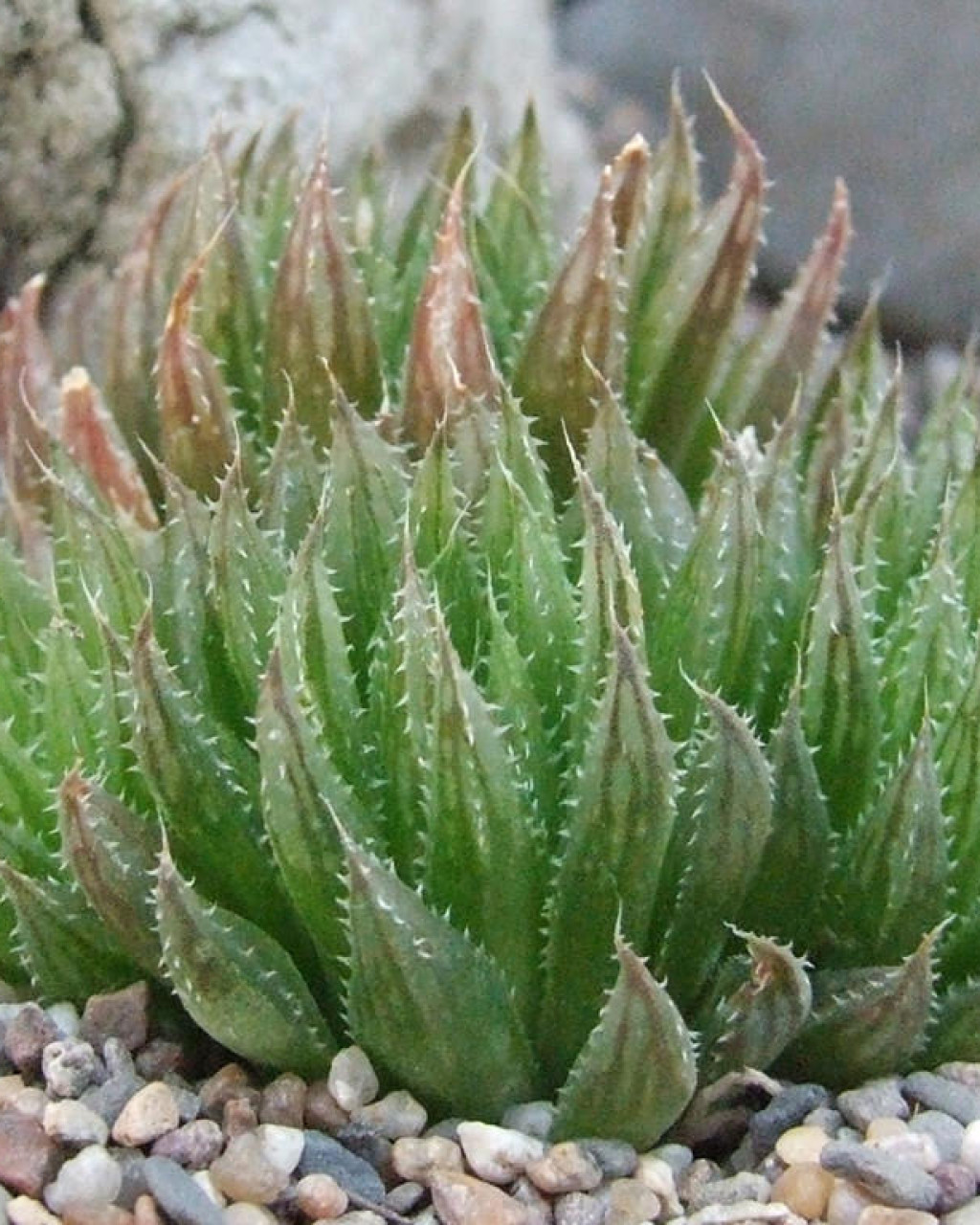 Haworthia outeniquensis