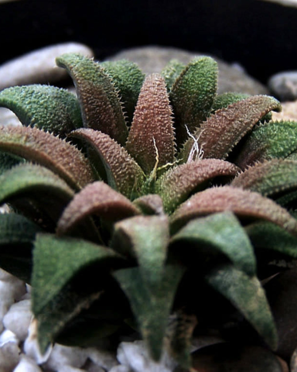 Haworthia parksiana