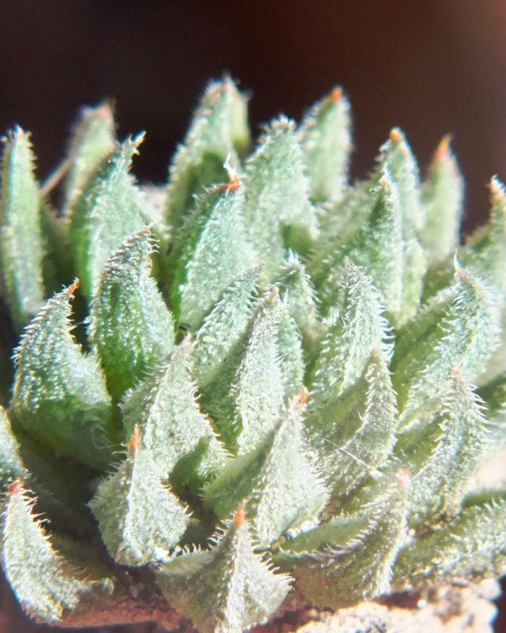 Haworthia pubescens