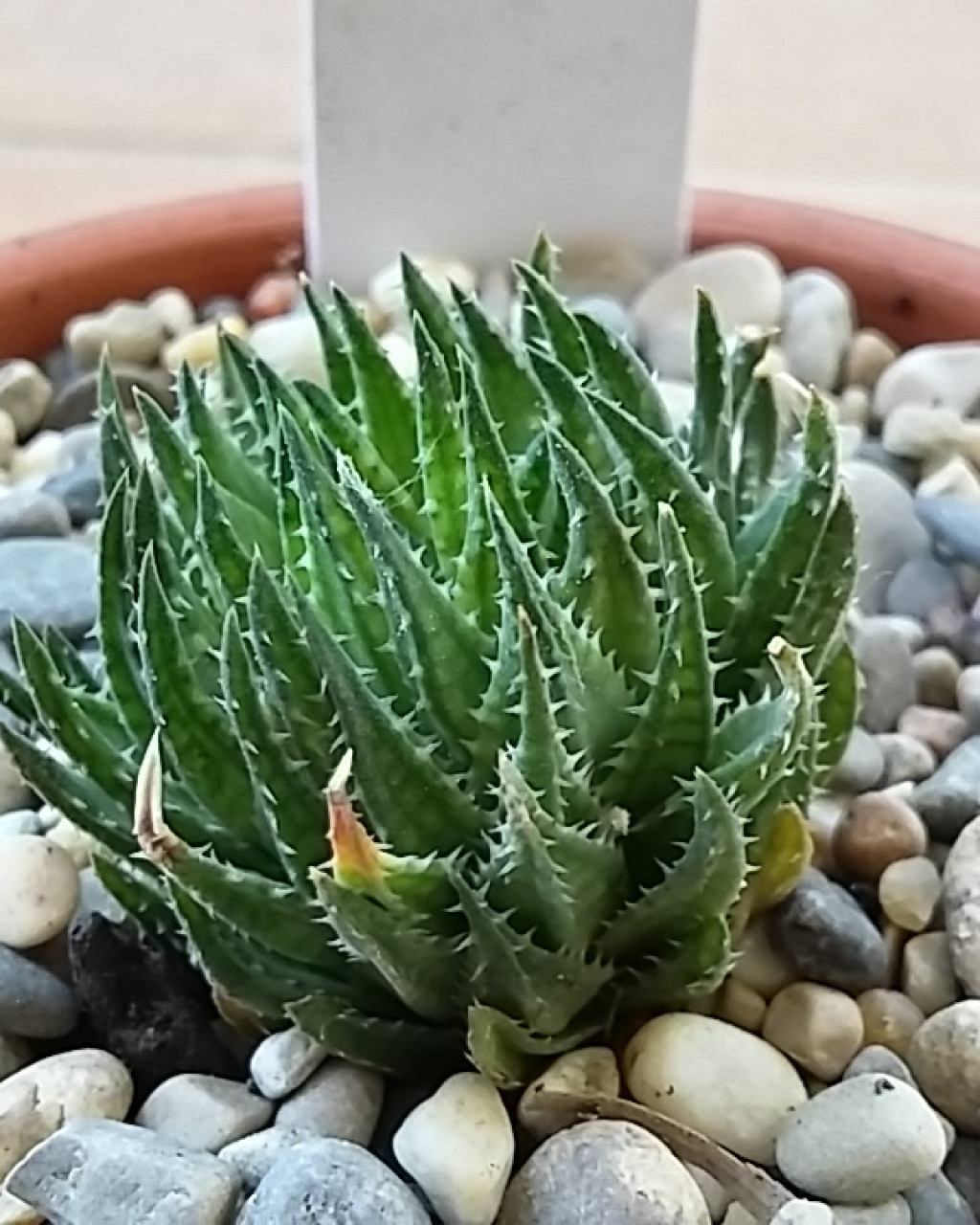Haworthia pulchella