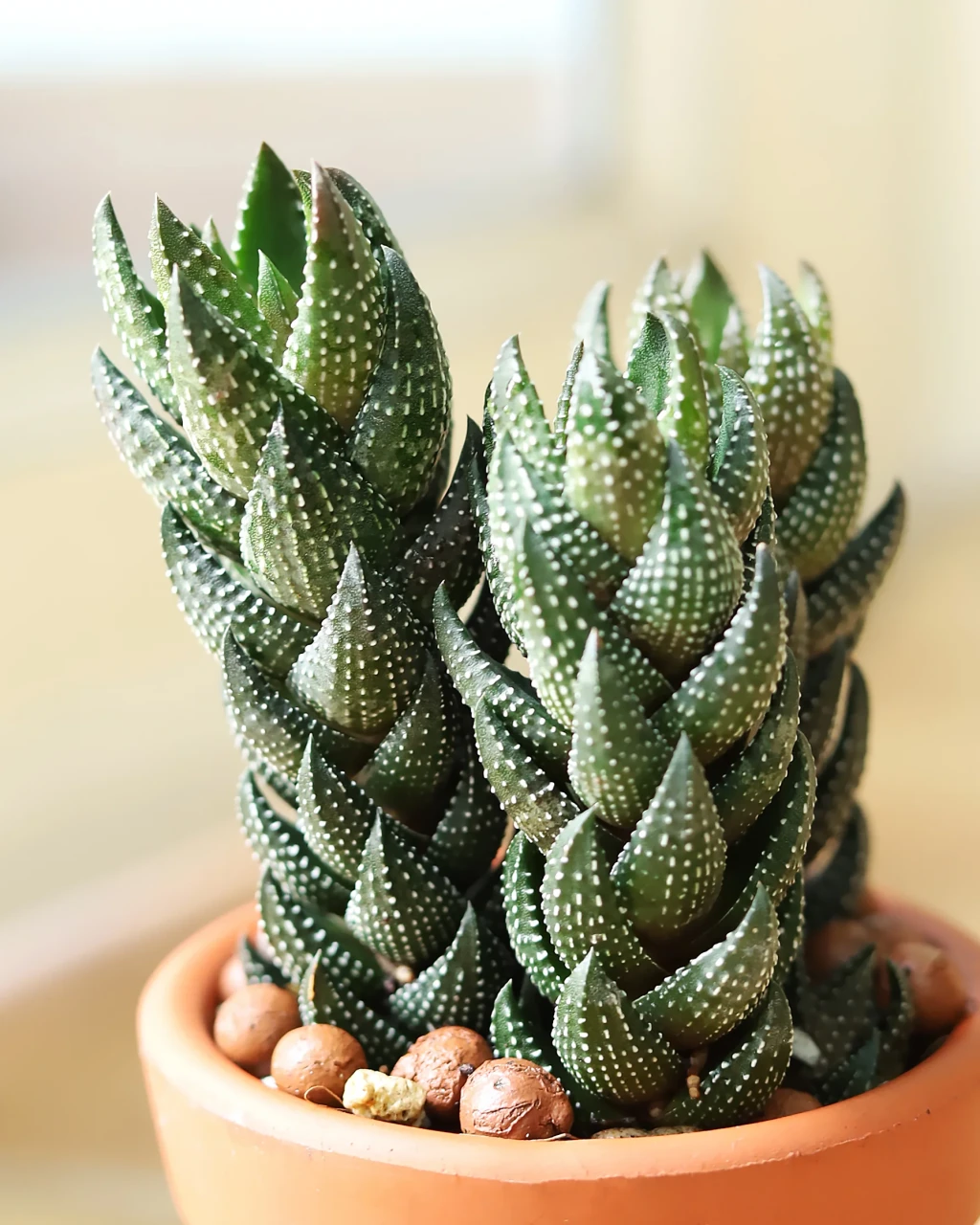 Haworthia pumila