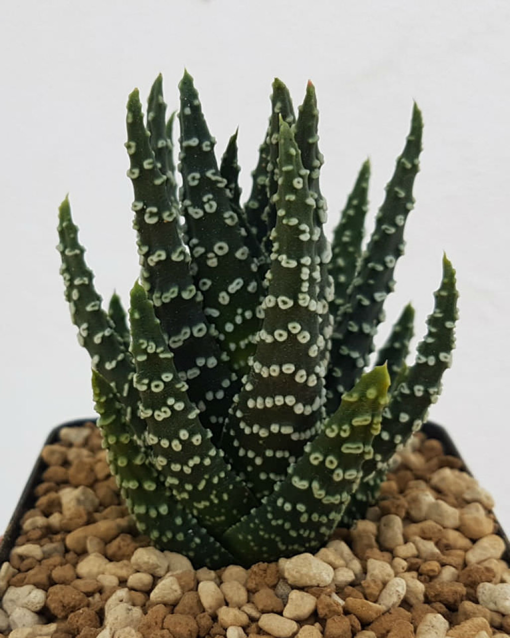 Haworthia pumila 'Donuts'