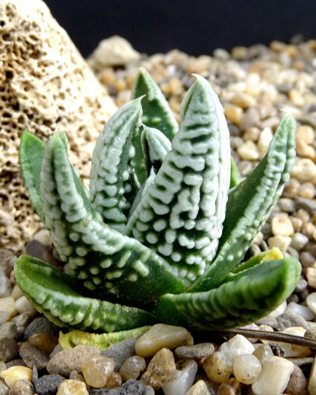 Haworthia pumila 'Emperor'