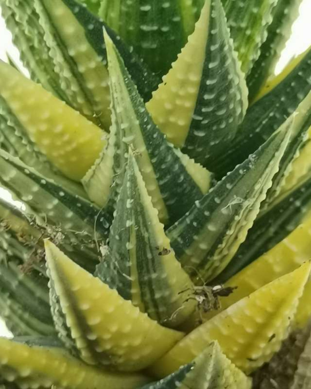 Haworthia pumila f. variegata