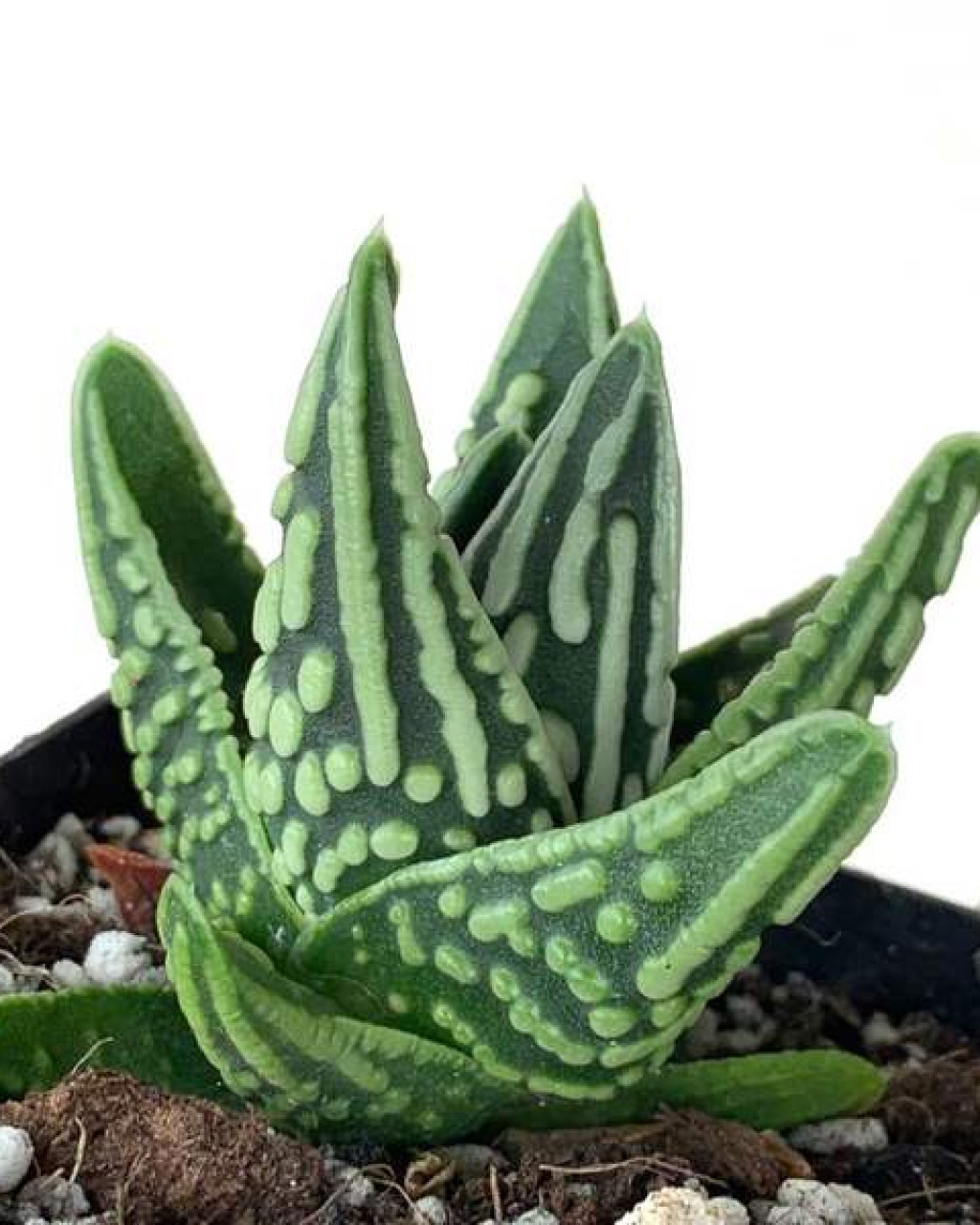 Haworthia pumila 'Tenshi no Namida'