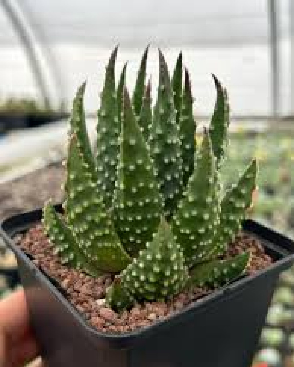 Haworthia pumila var. sparsa