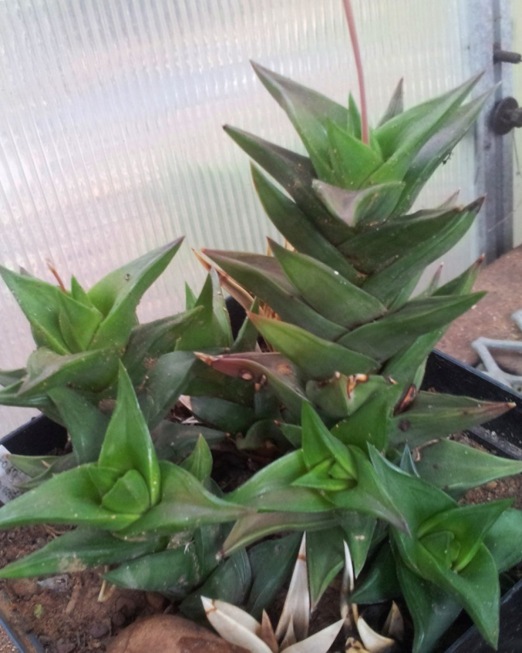 Haworthia pungens
