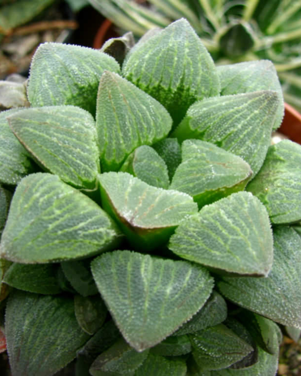 Haworthia pygmaea