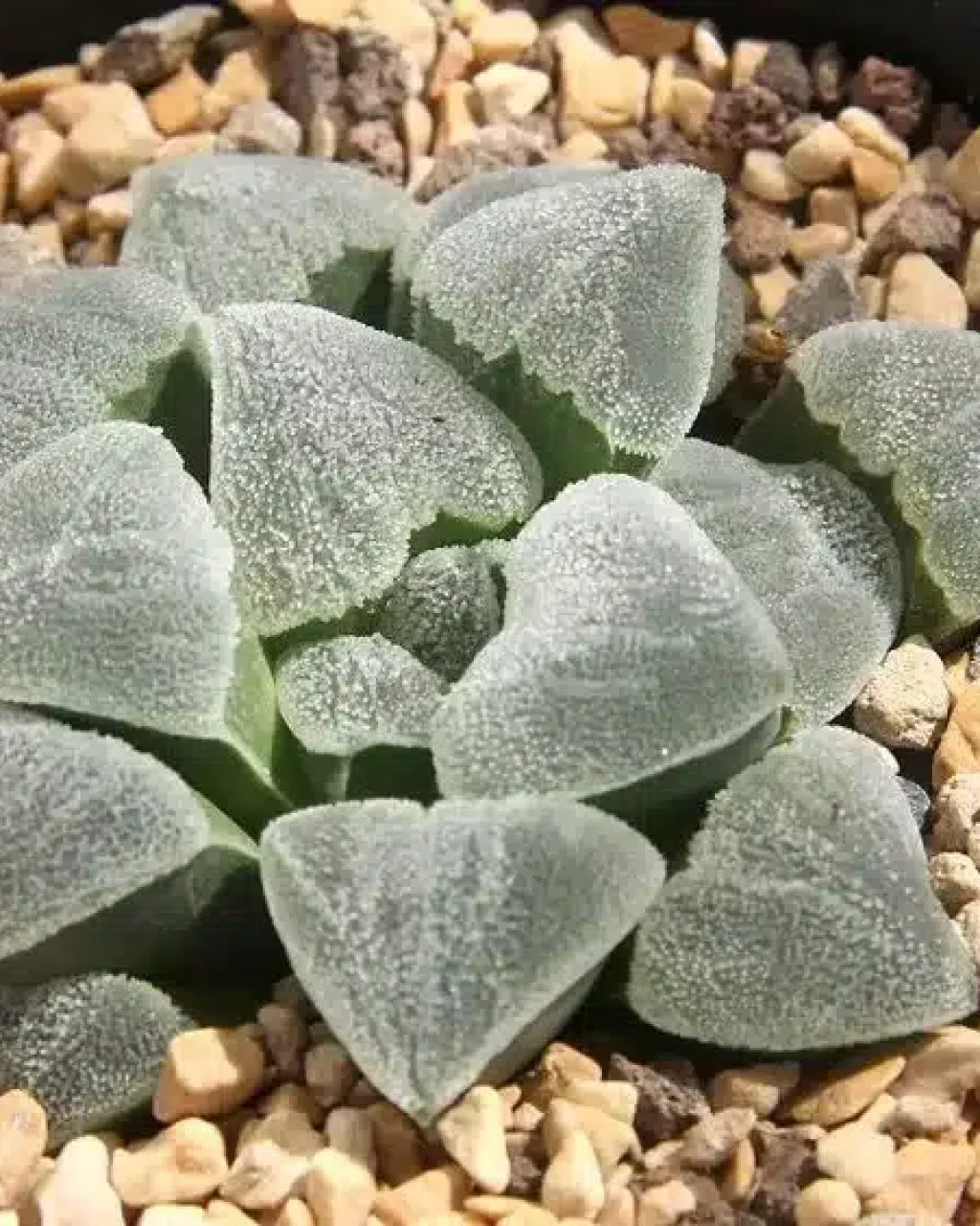 Haworthia pygmaea 'Crystallina'
