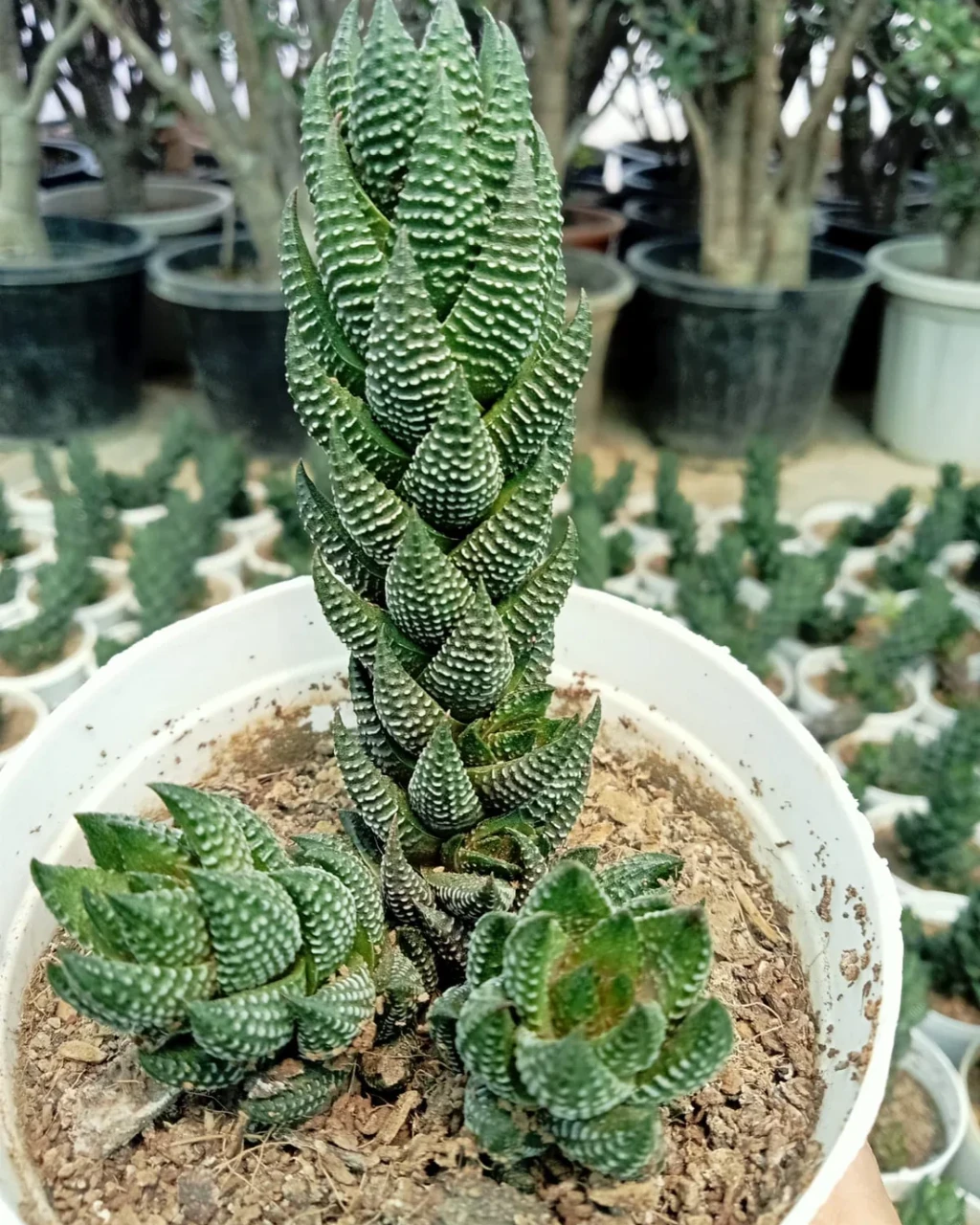 Haworthia reinwardtii