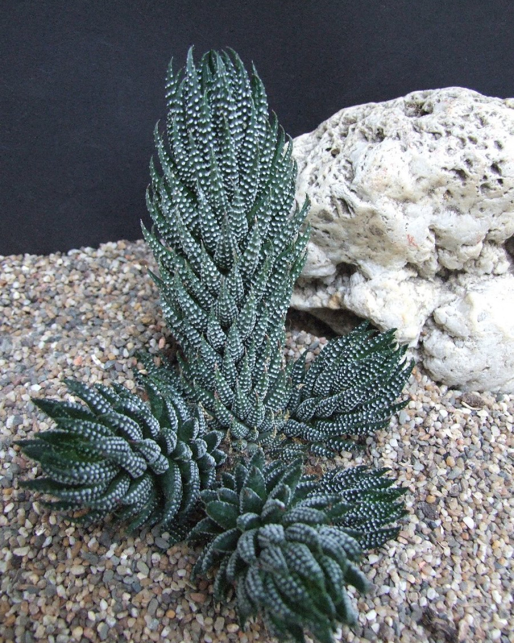 Haworthia reinwardtii var. brevicula