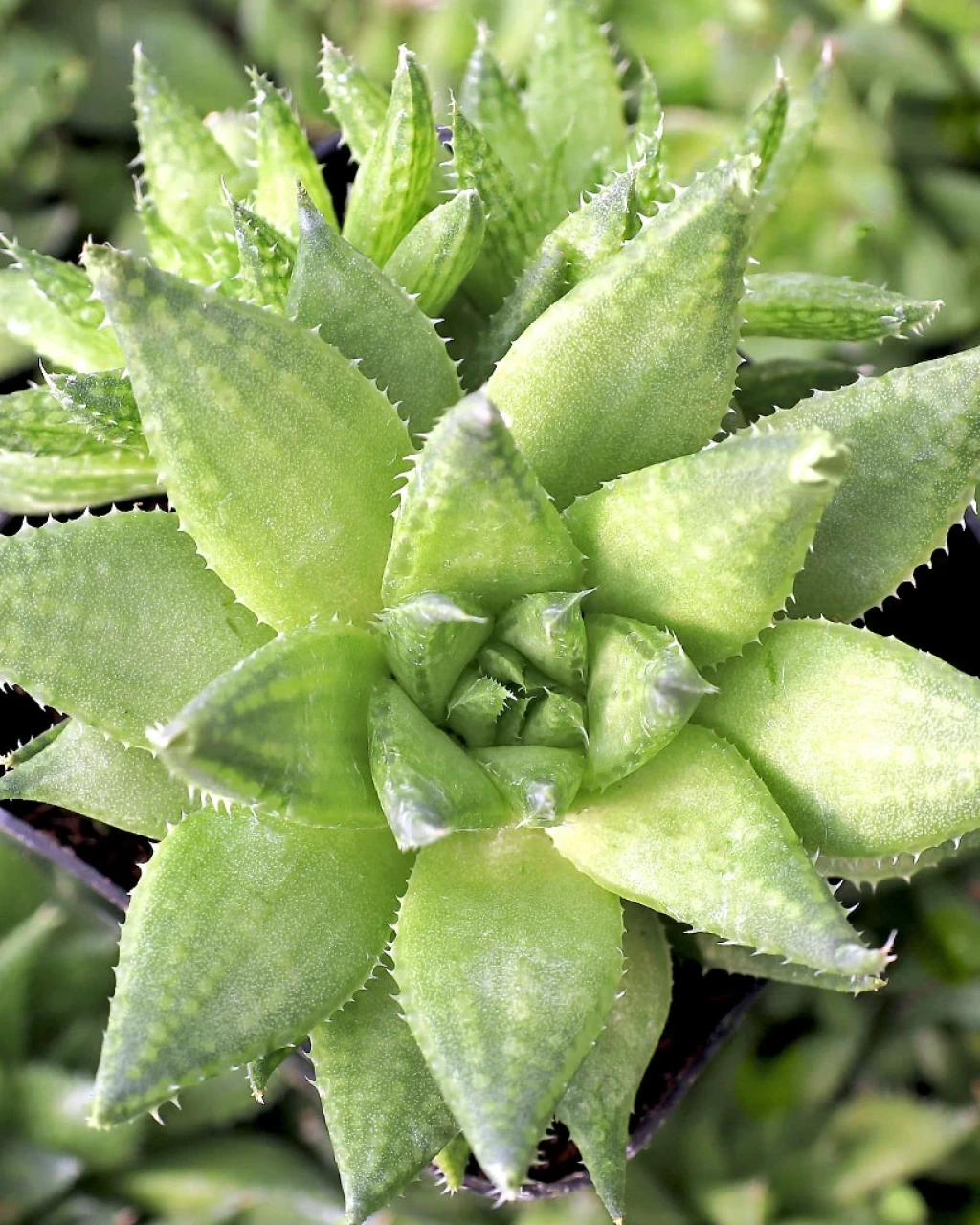 Haworthia reticulata