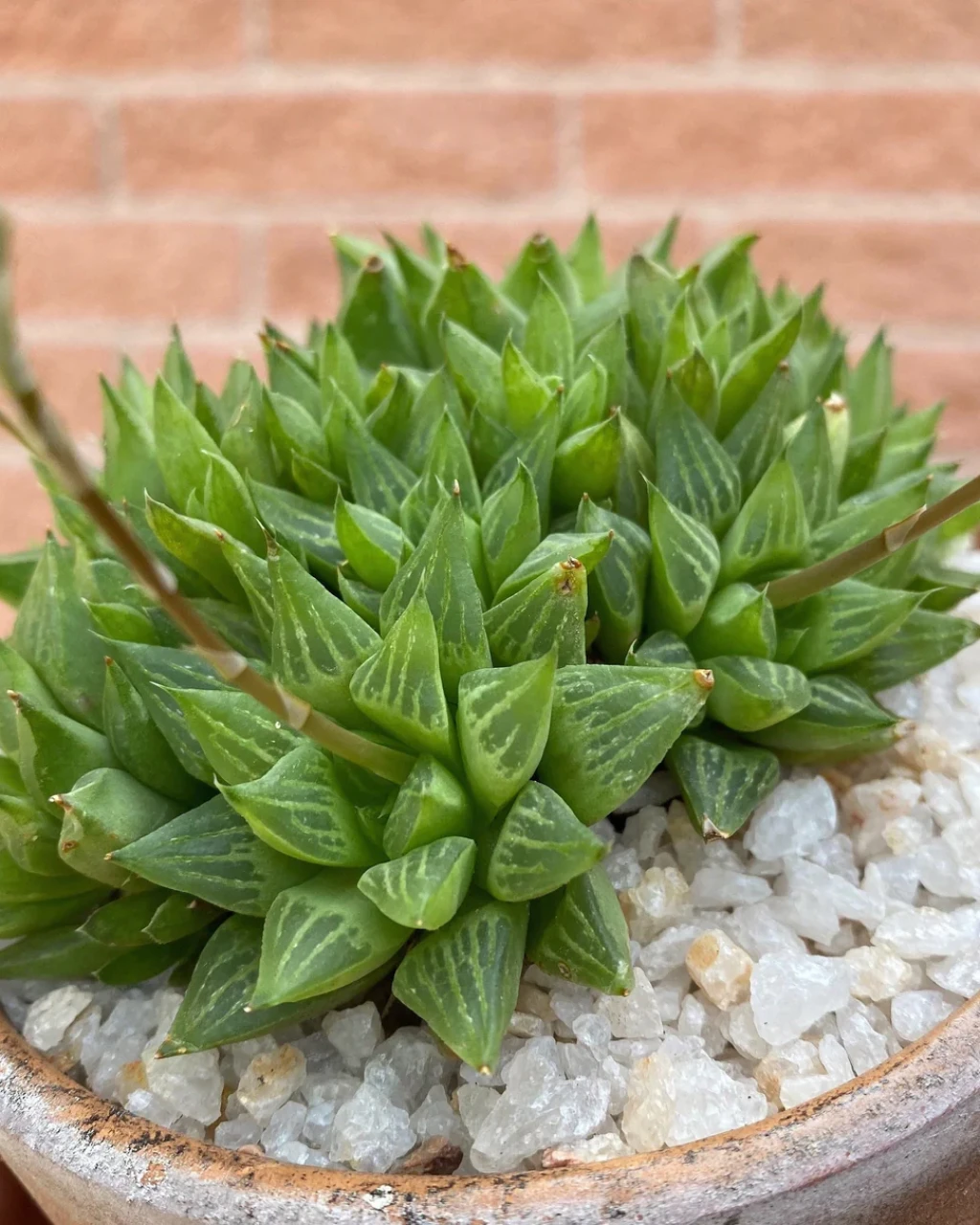 Haworthia retusa