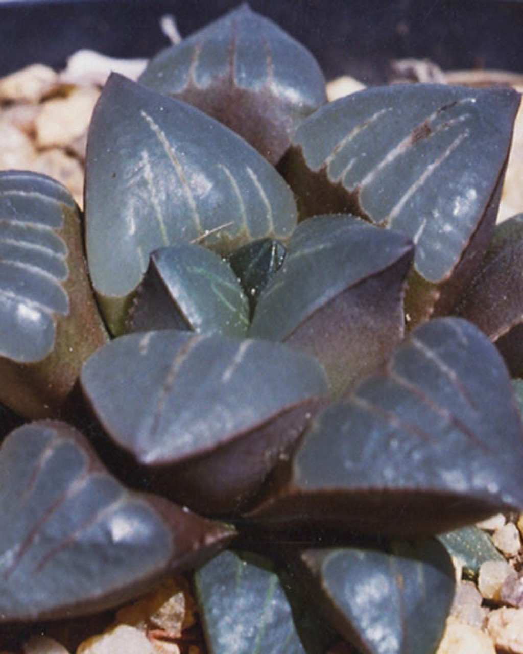 Haworthia retusa var. nigra