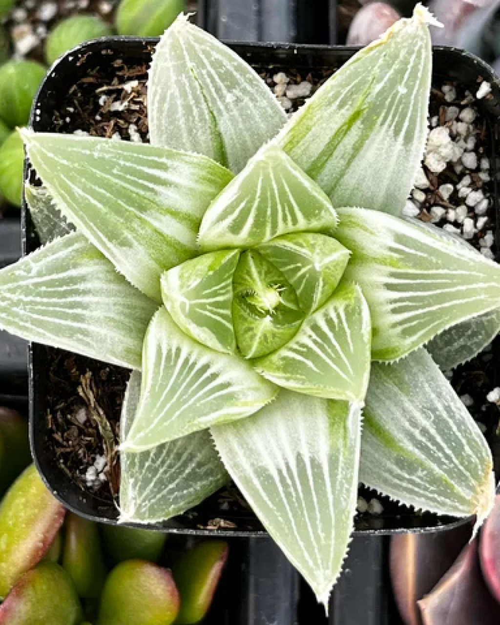 Haworthia retusa 'White Ghost'