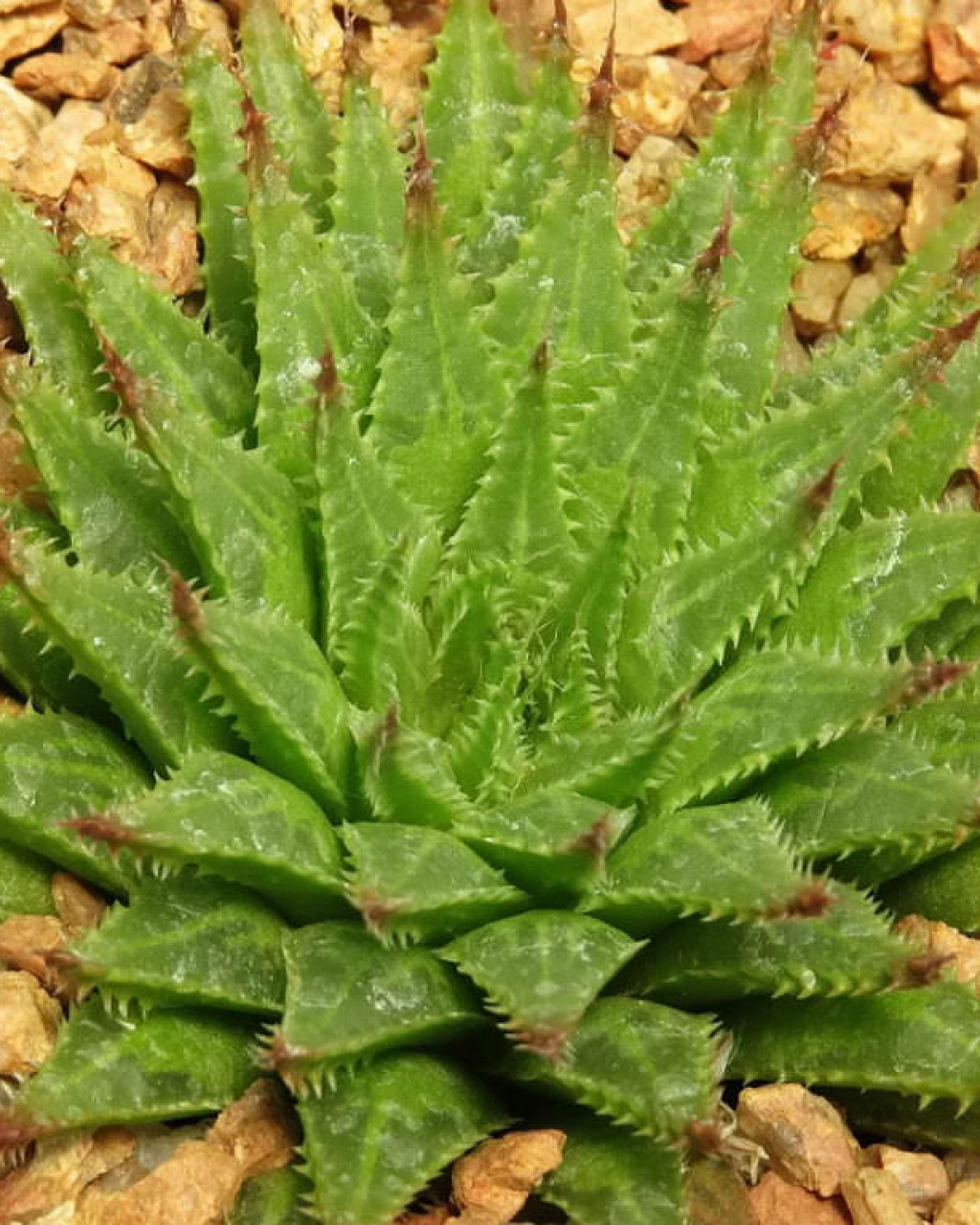 Haworthia rossouwii
