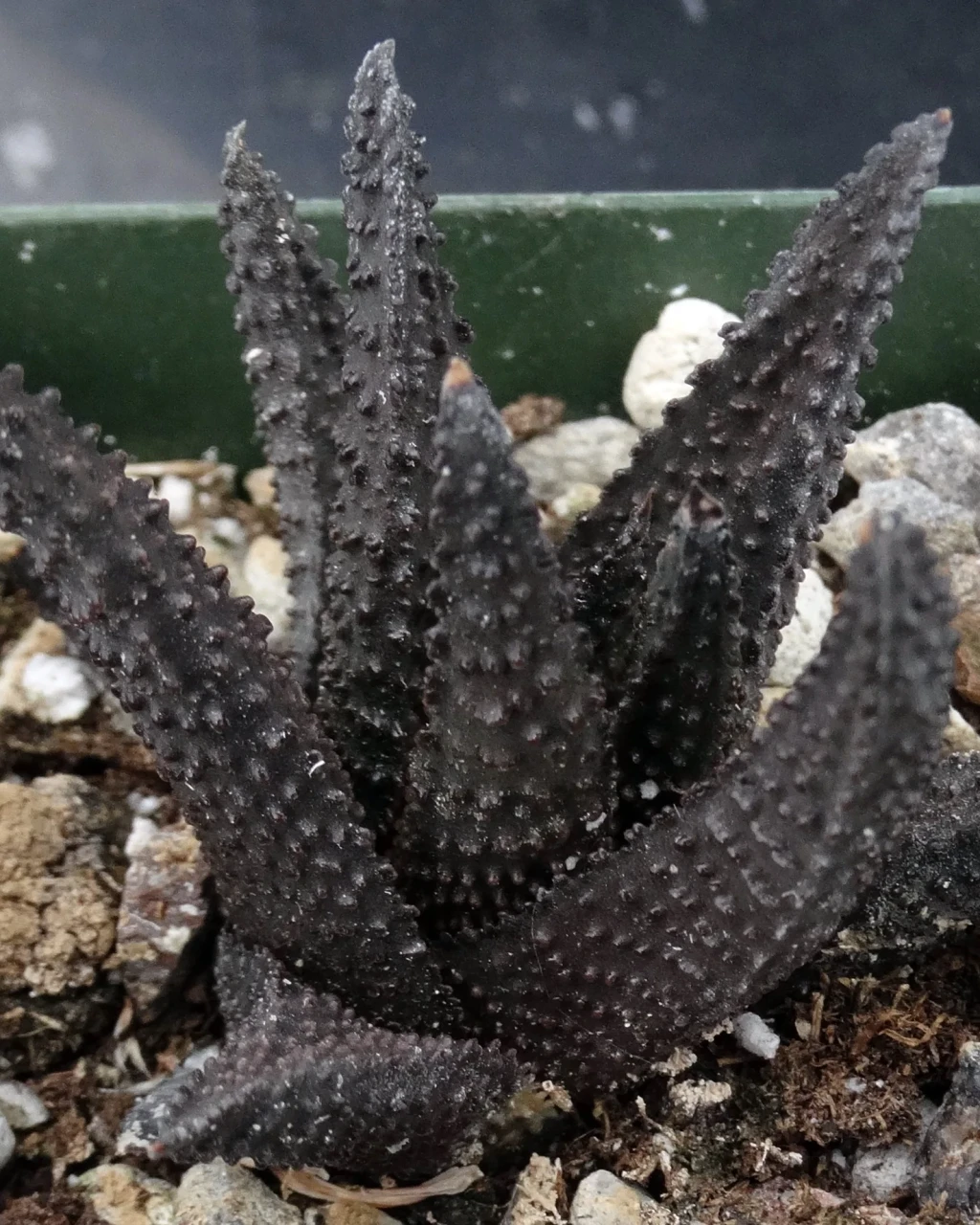 Haworthia scabra