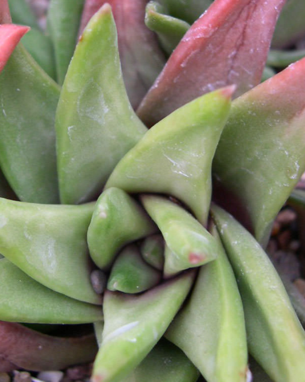 Haworthia scabra var. lateganiae