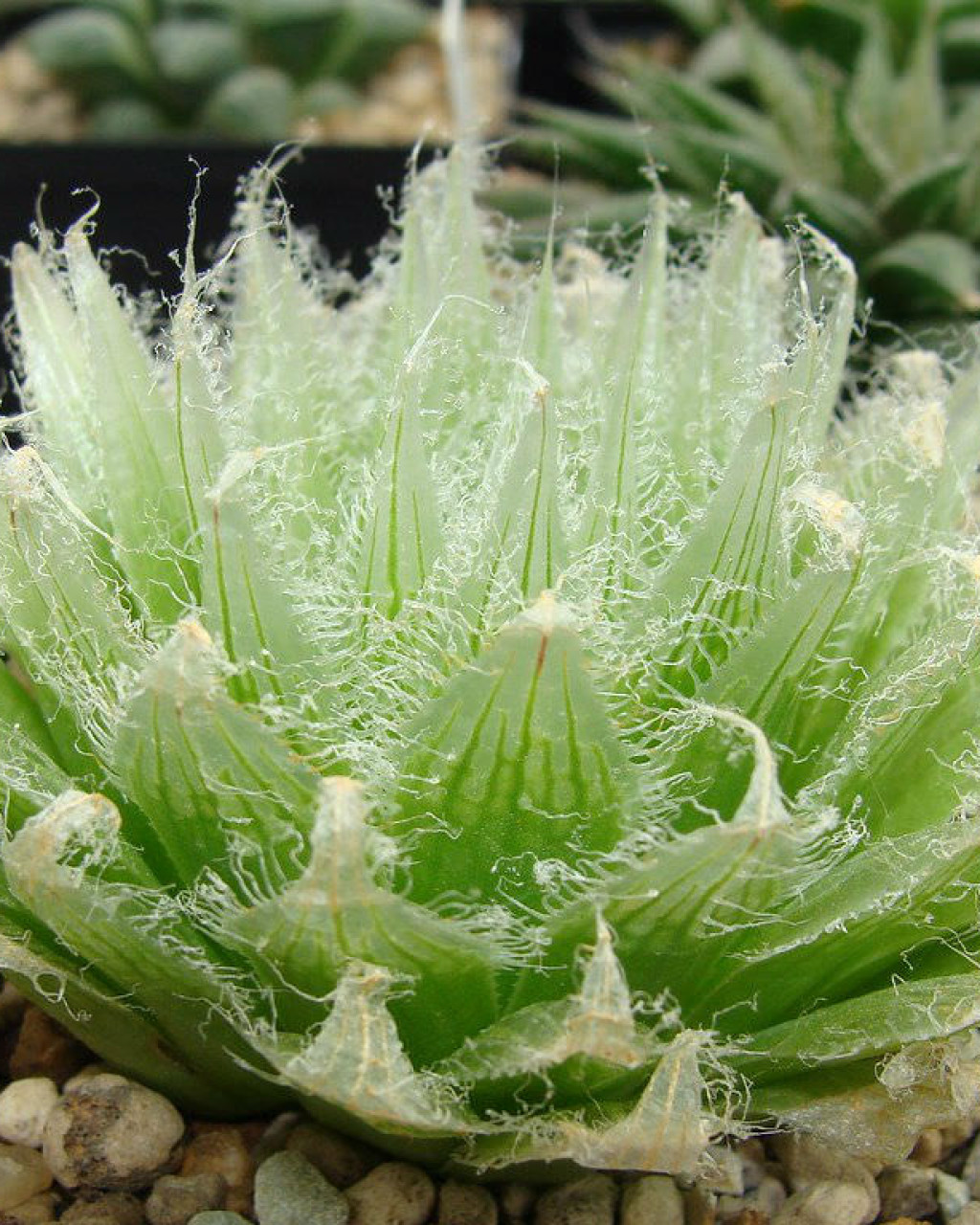 Haworthia semiviva