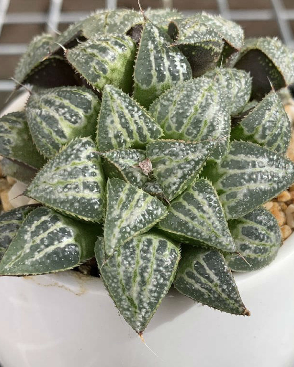 Haworthia 'Snow Scene'