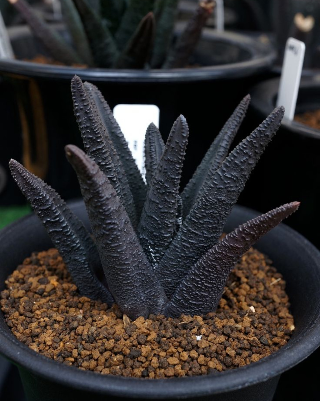 Haworthia sordida