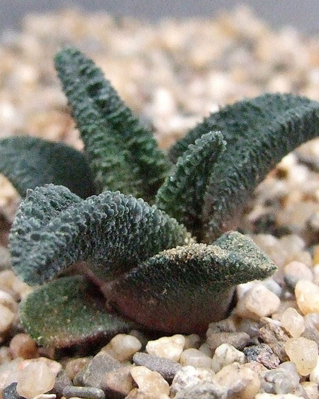 Haworthia sordida var. lavrani
