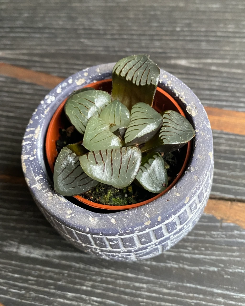 Haworthia springbokvlakensis