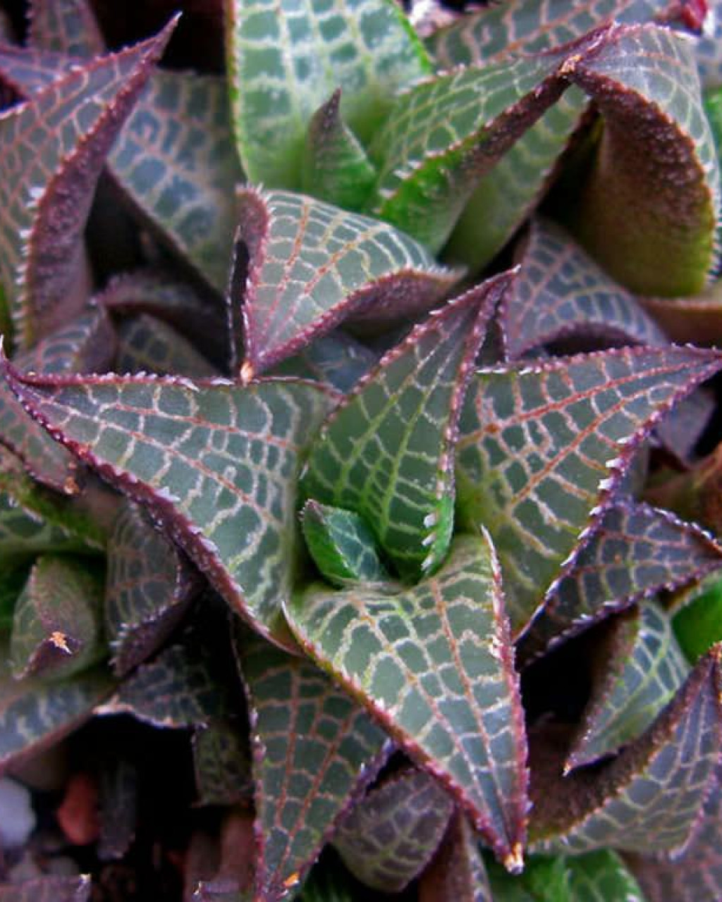 Haworthia tessellata