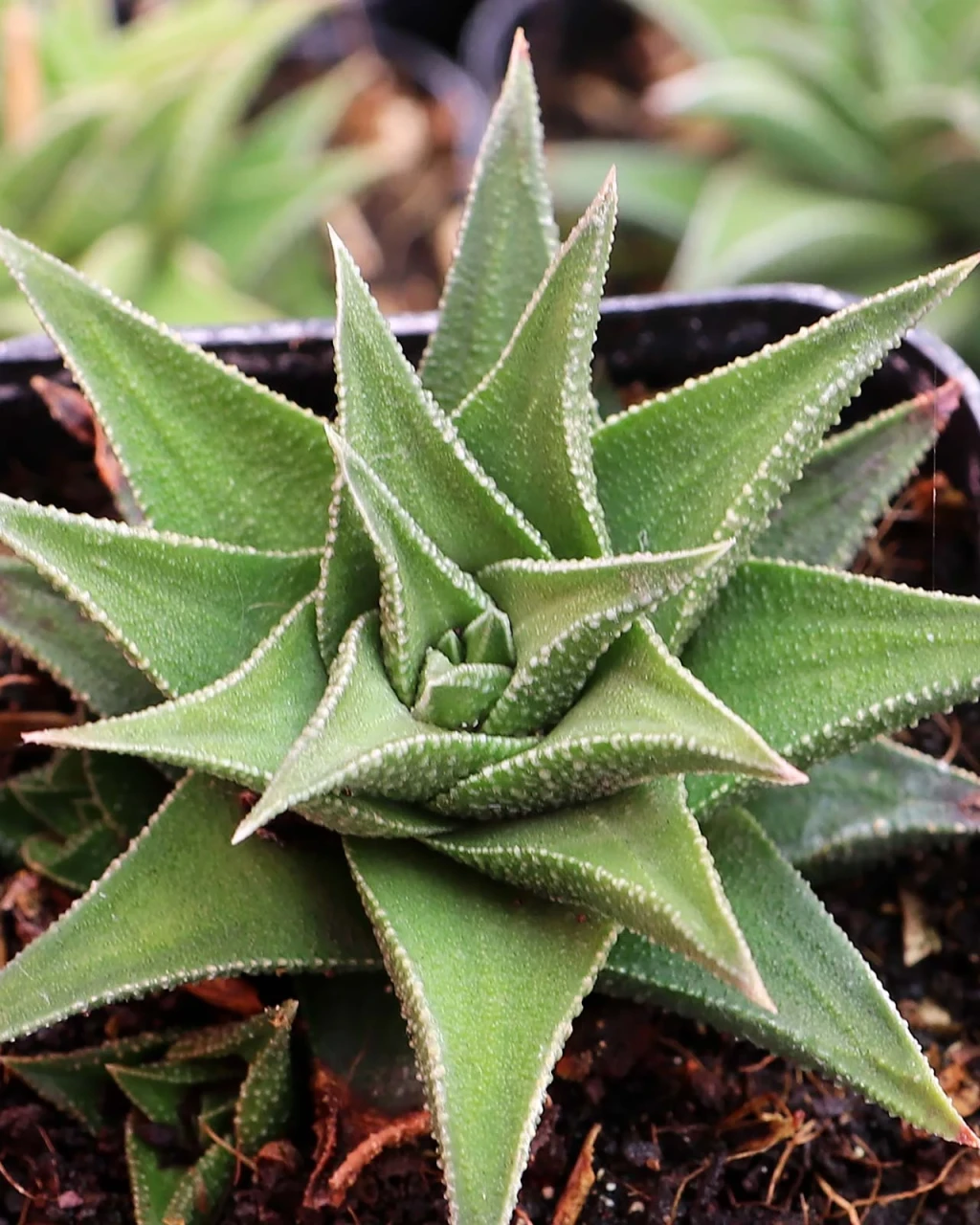 Haworthia tortuosa
