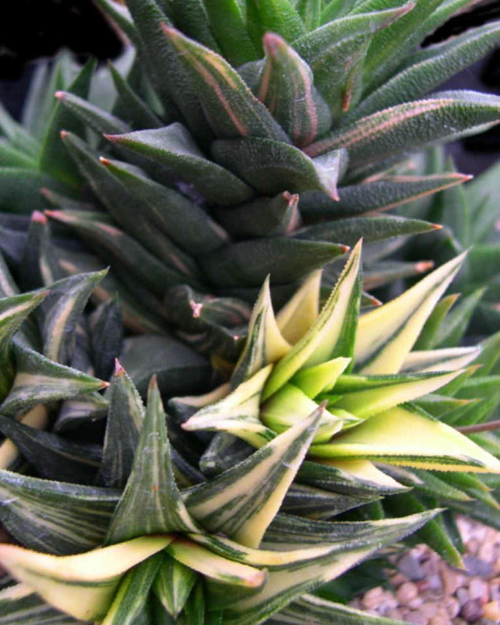 Haworthia tortuosa 'Variegata'