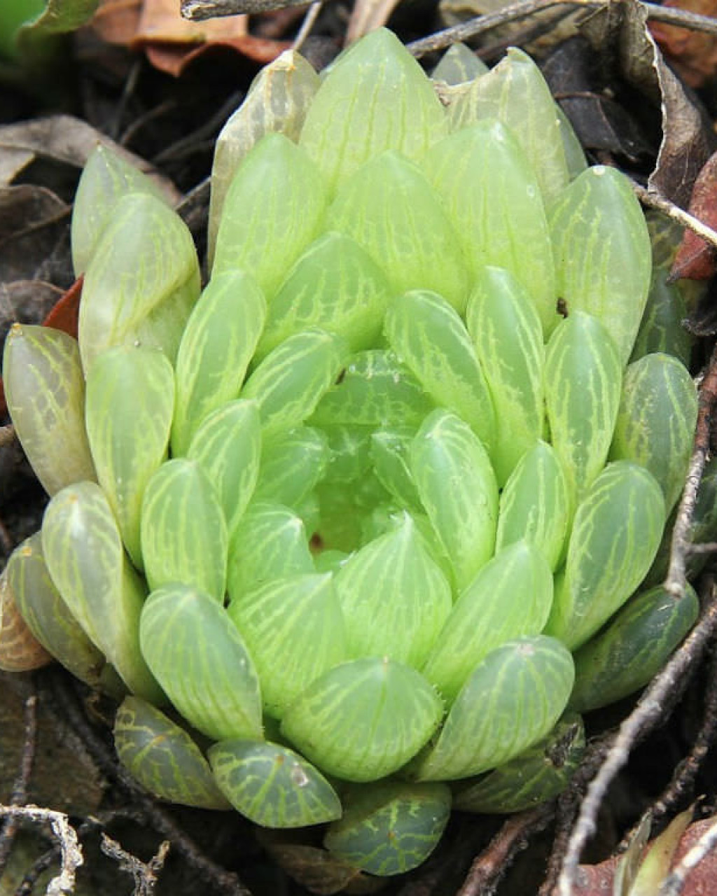 Haworthia transiens