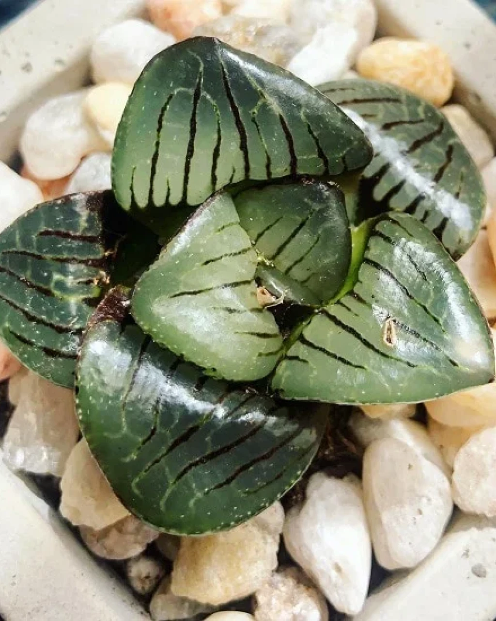 Haworthia 'Tropical Night'