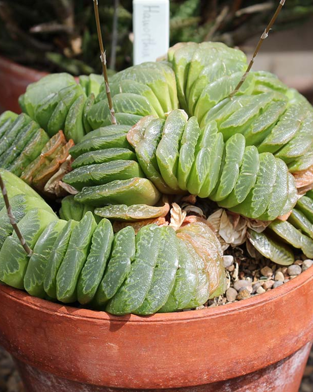 Haworthia truncata