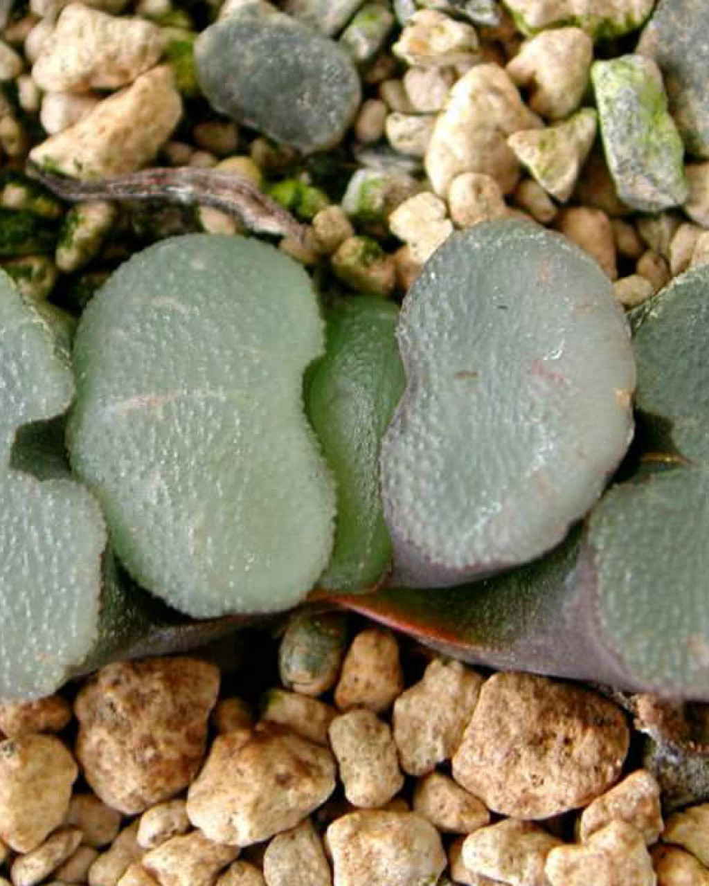 Haworthia truncata f. crassa