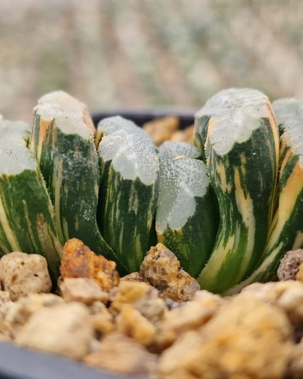 Haworthia truncata f. variegata