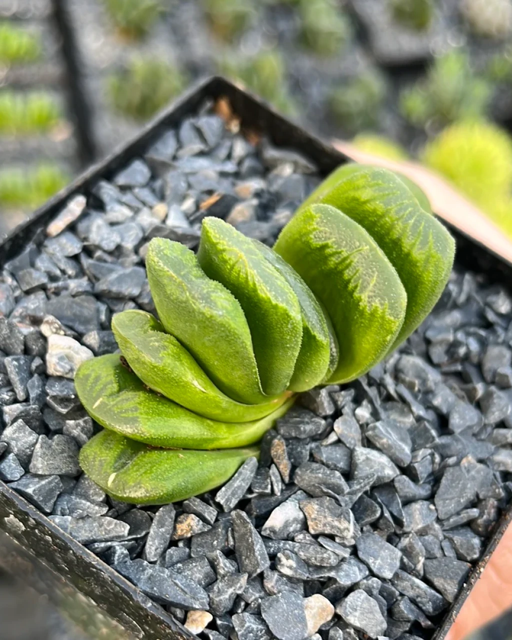 Haworthia truncata 'Lime Green'