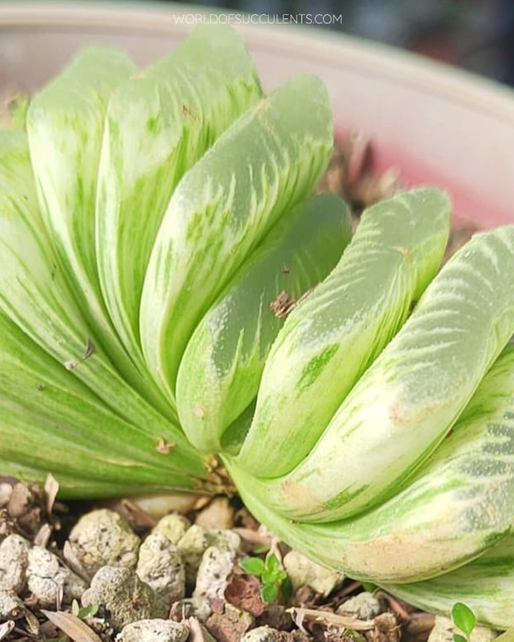 Haworthia truncata 'Lime Green Variegated'