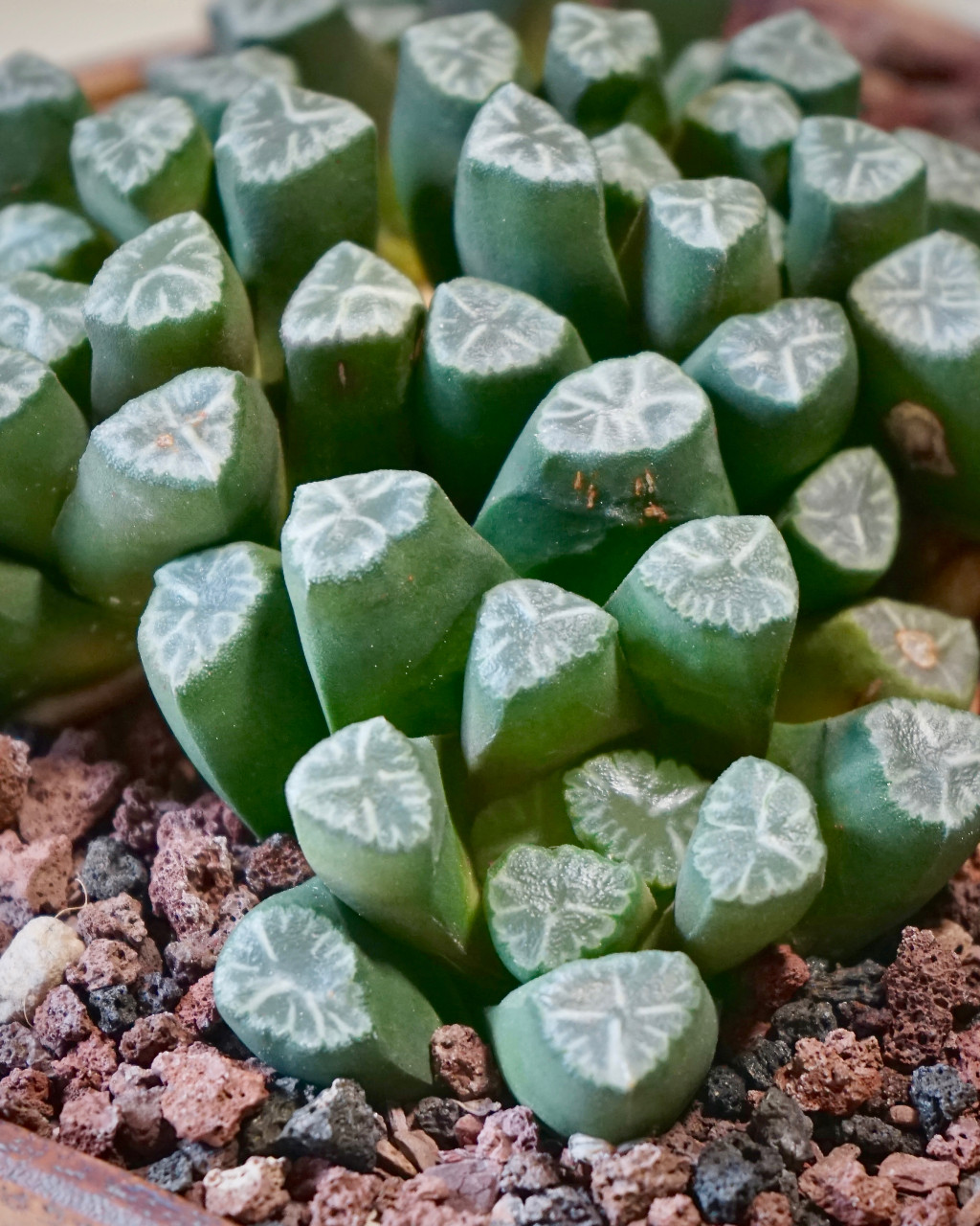 Haworthia truncata var. maughanii