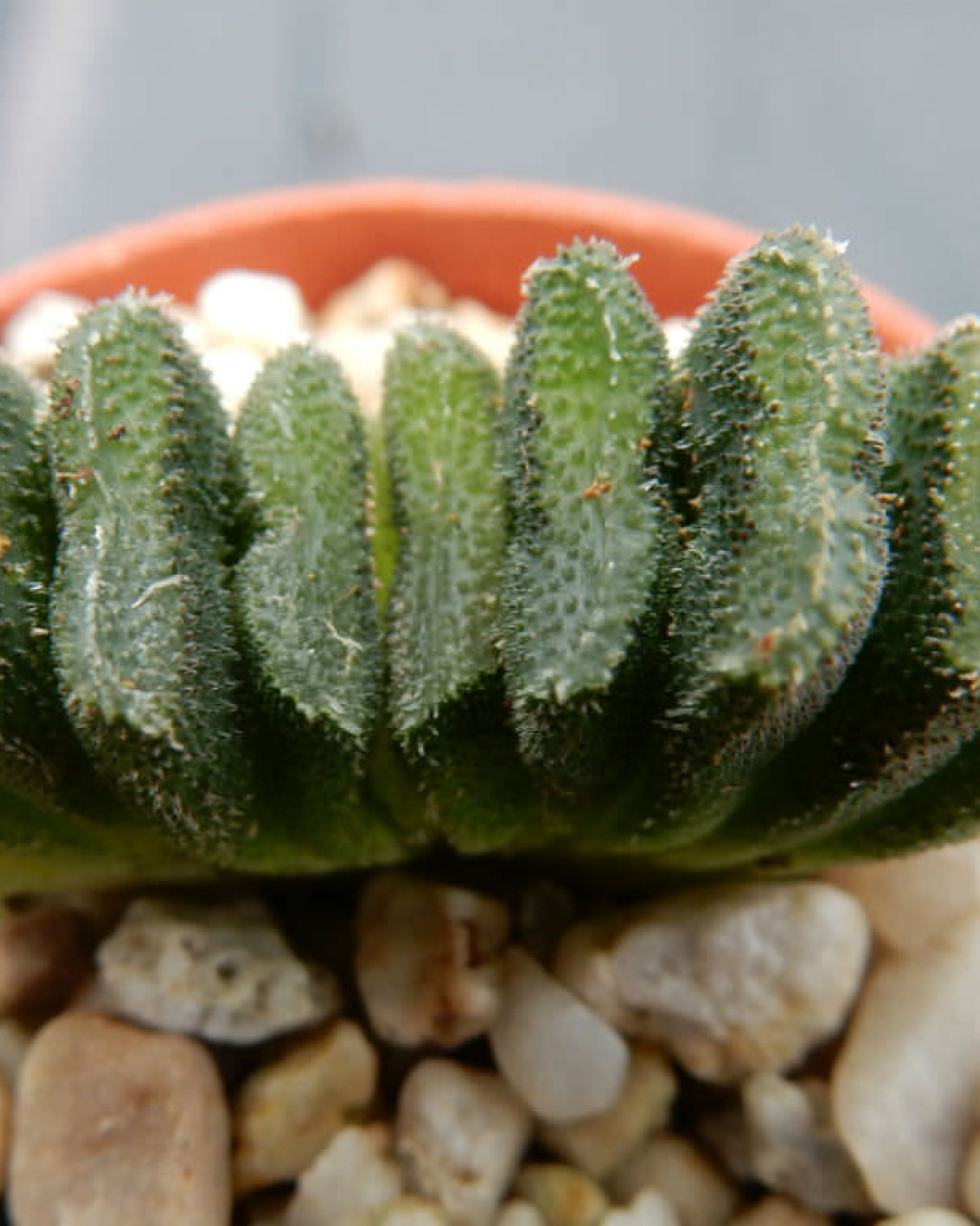 Haworthia truncata var. minor