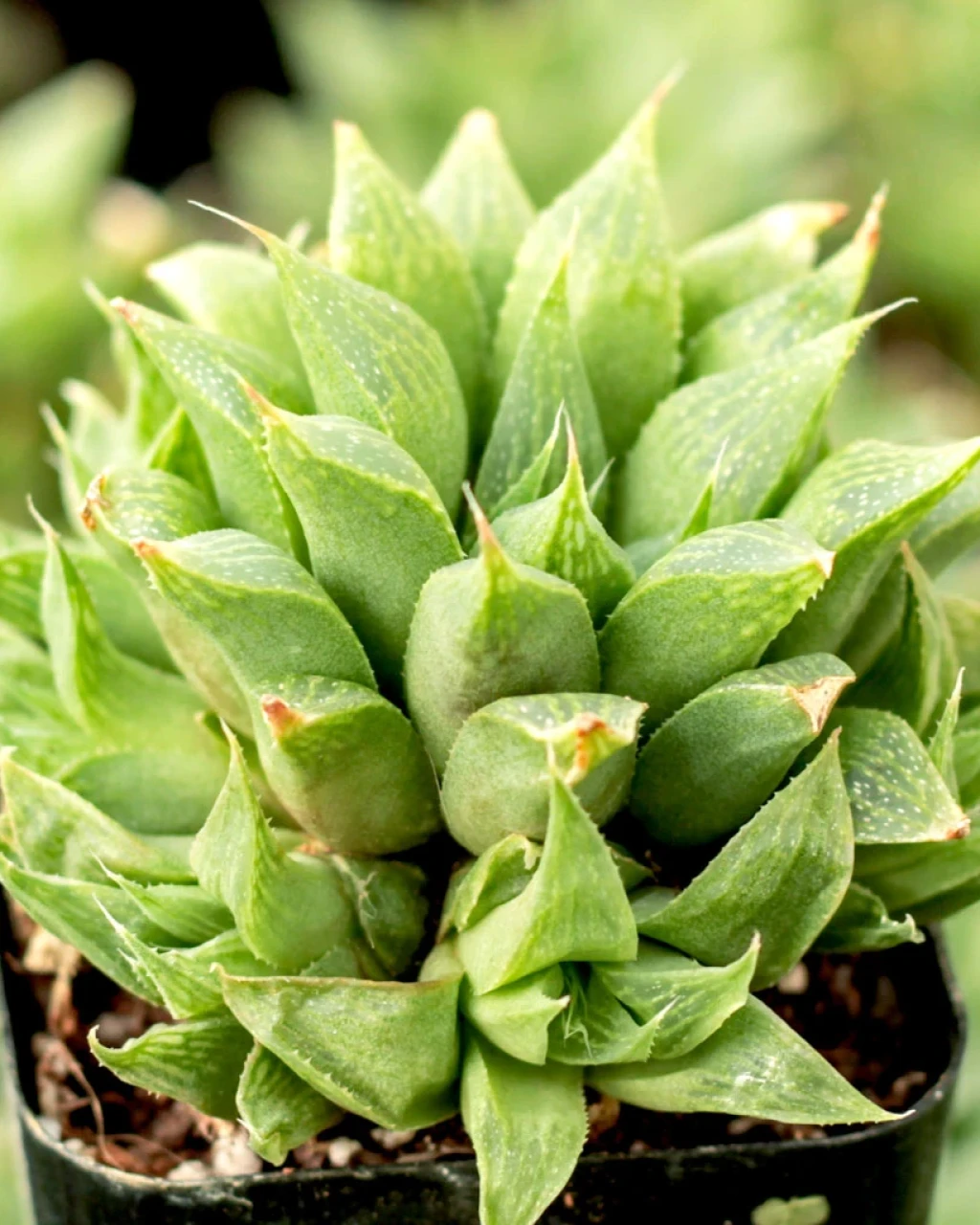 Haworthia turgida