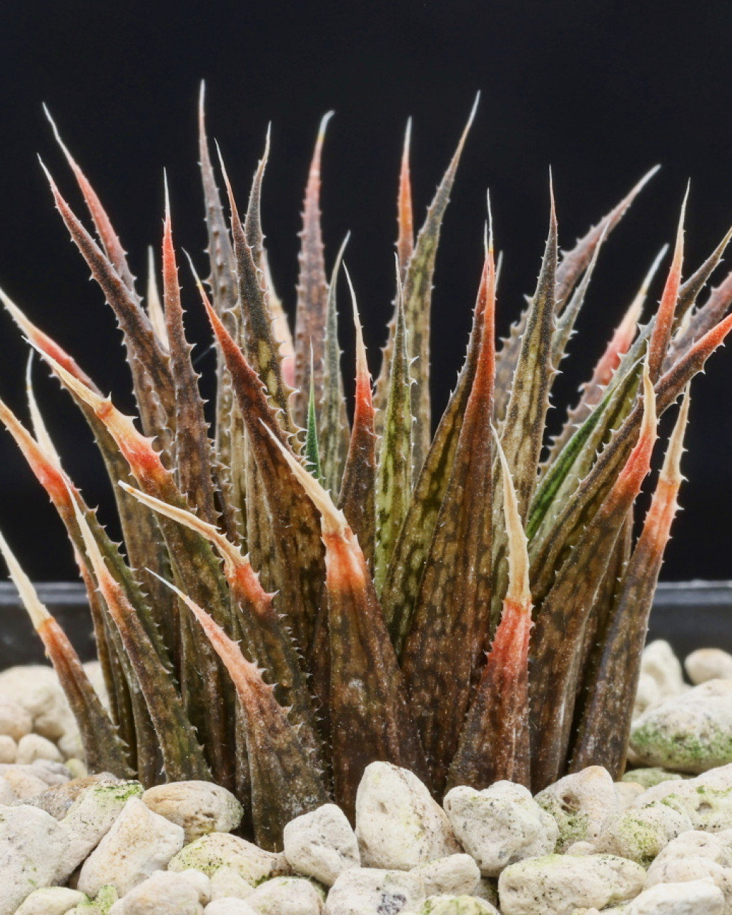 Haworthia variegata