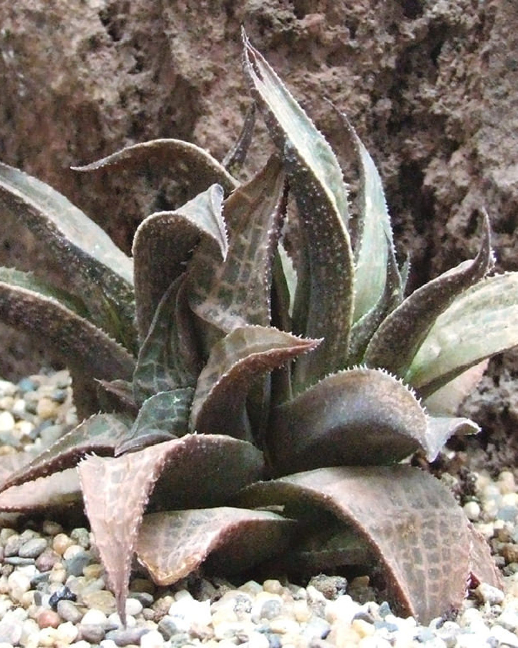 Haworthia venosa