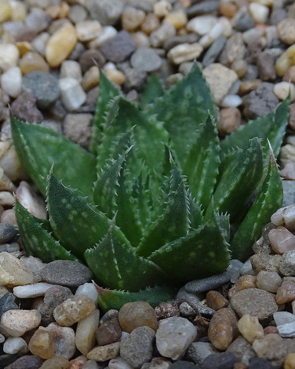 Haworthia vlockii