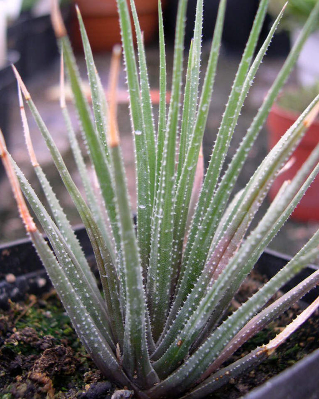 Haworthia wittbergensis