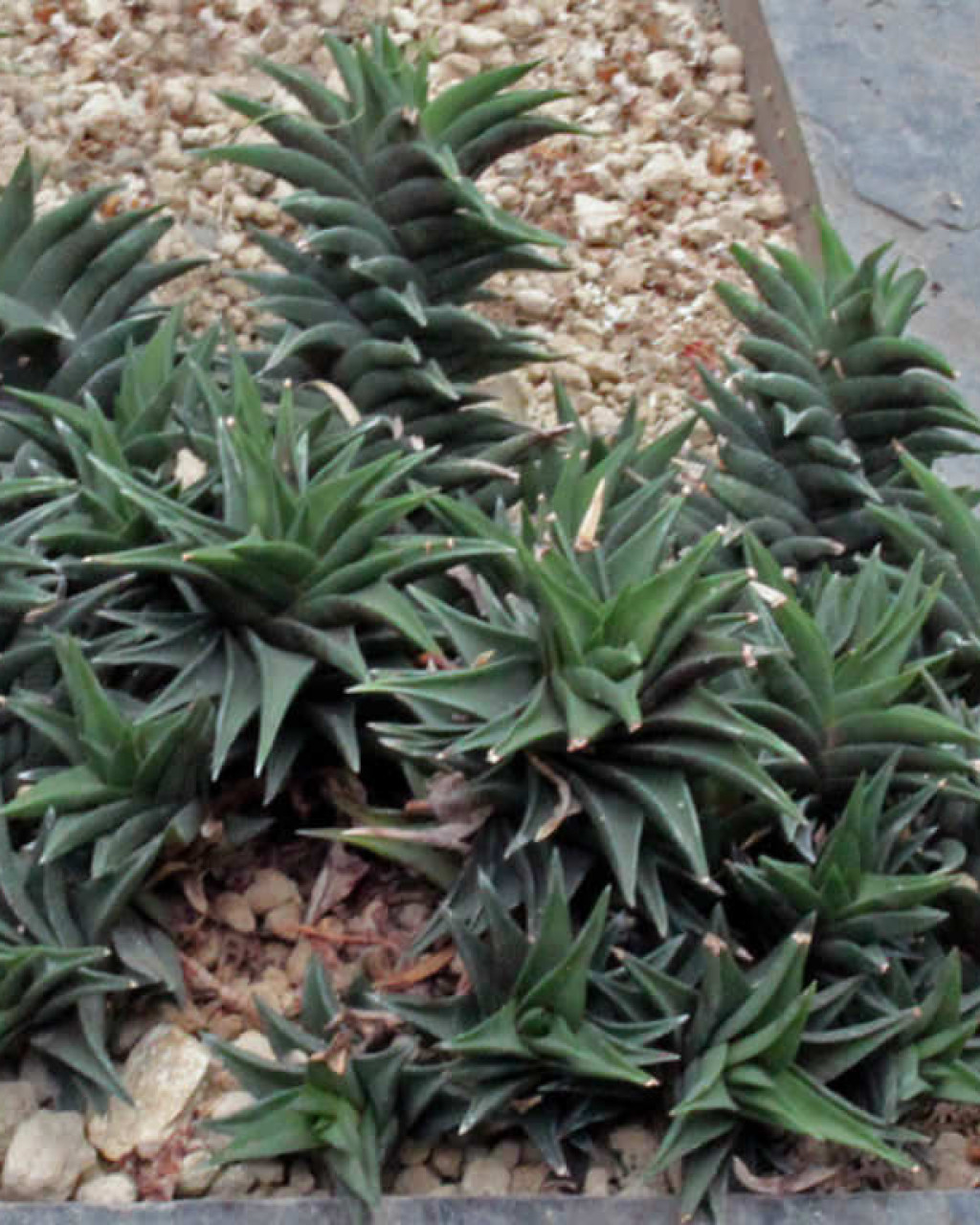 Haworthia x pseudorigida