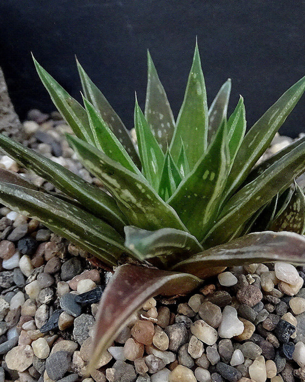 Haworthia zantneriana