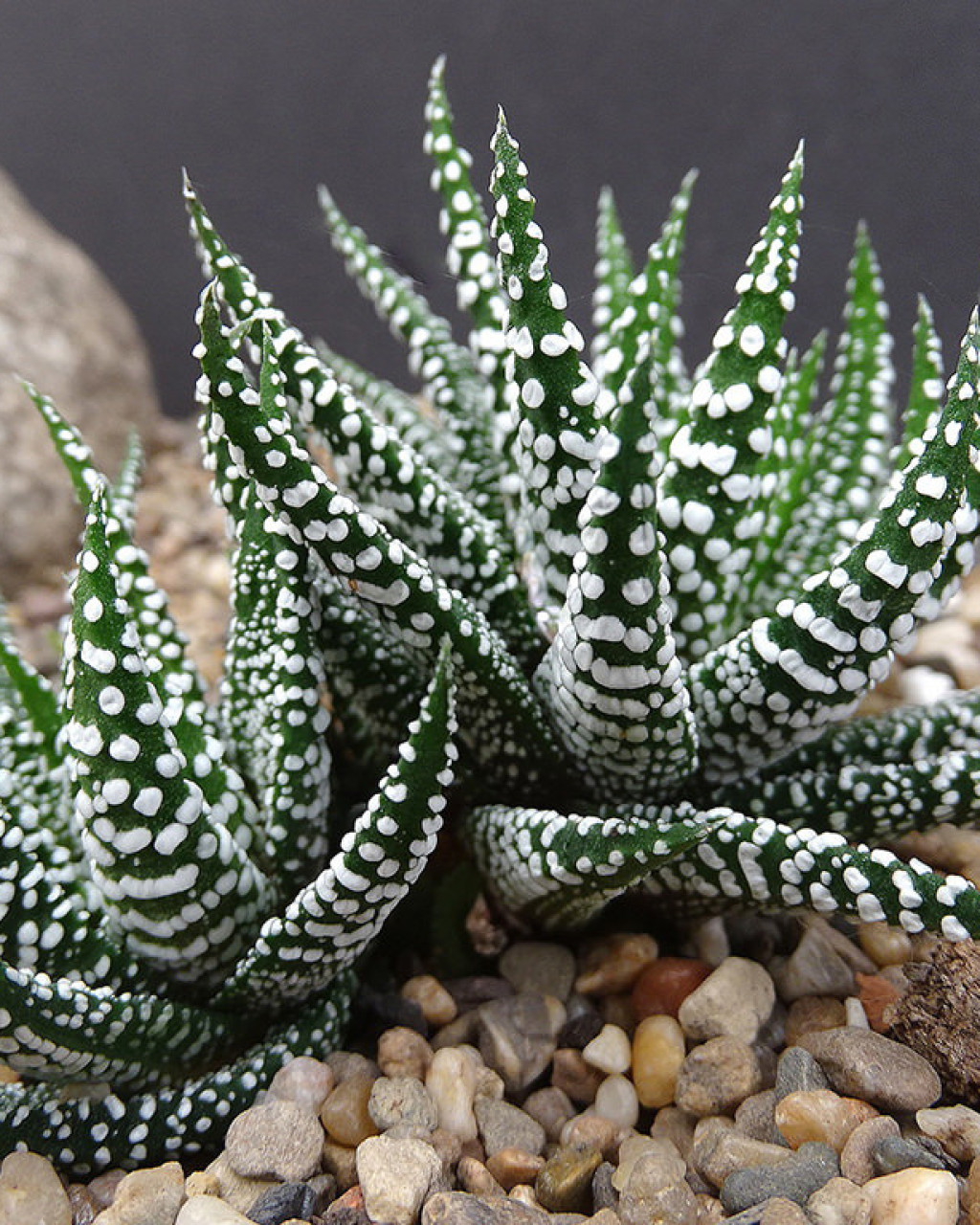 Haworthia attenuata 'Snowy'