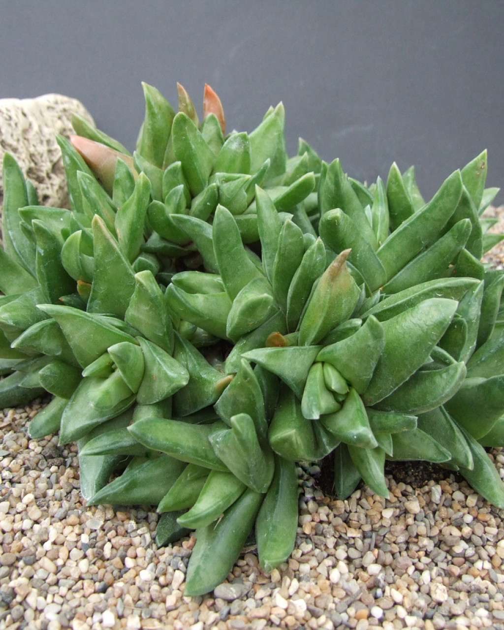 Haworthia scabra var. starkiana