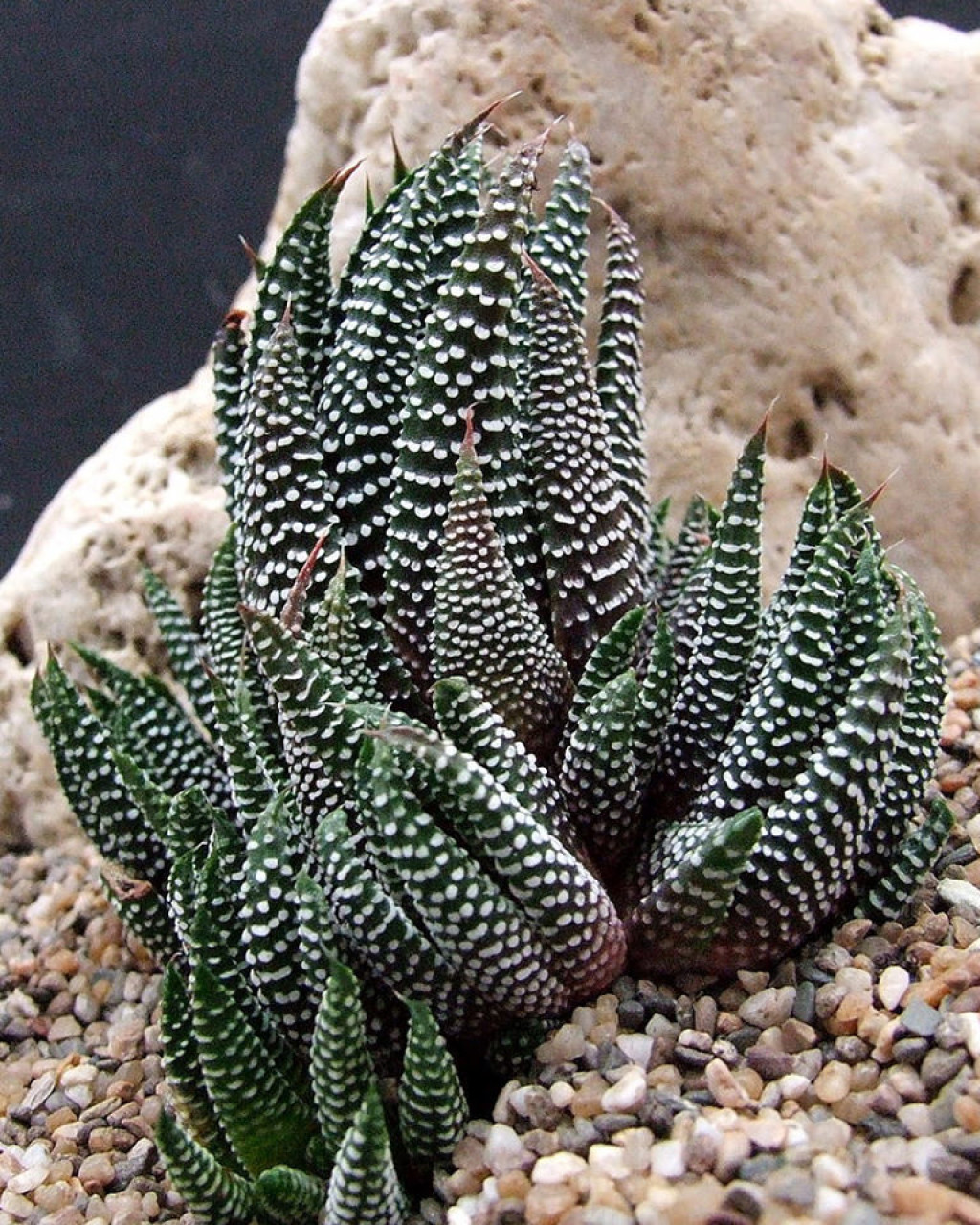Hawothia minima var. poellnitziana