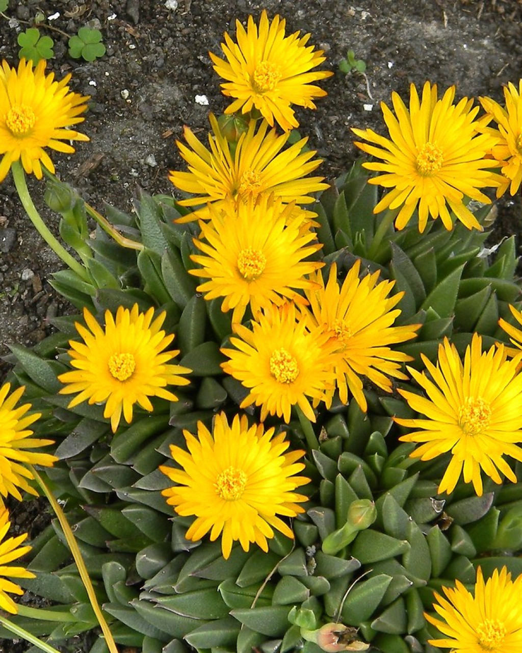 Hereroa glenensis